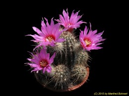 Echinocereus ferreirianus 1453